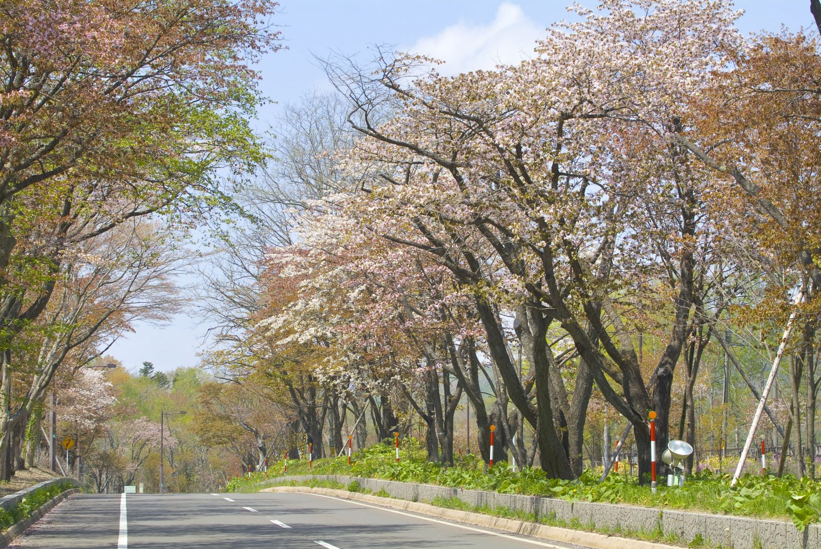 函館 登別 桜開花情報について トーホウリゾート株式会社